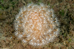 Corals