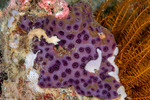 Tunicata