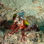Odontodactylus