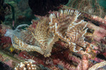 Canalipalpata