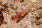 Gobiiformes