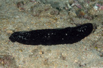 Actinopyga