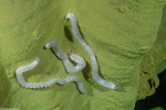 Sea Cucumbers
