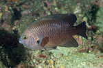 Pomacentrus
