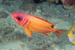Holocentridae