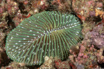 Stony Corals