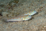 Gobiiformes