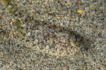 Pleuronectiformes