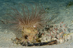 Ceriantharia