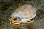 Phalium