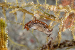 Rhabditophora