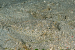 Pleuronectiformes