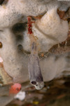 Tunicates