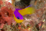 Pictichromis