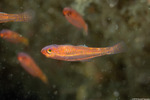 Gobies