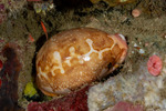 Cypraeinae