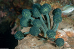 Aplousobranchia