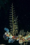 Cnidarians