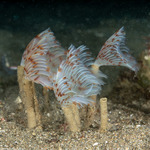 Canalipalpata