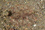 Cnidarians