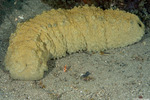 Holothuroidea