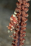 Dasycaris