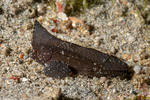 Tetrarogidae
