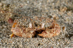 Crabs