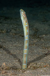 Blenniinae