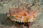 Cyclichthys