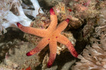 Echinasteridae