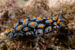 Phyllidioidea