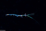 Dendrobranchiata