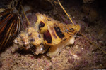 Paciocinebrina