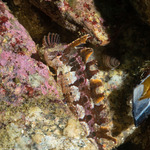 Clinidae