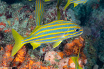 Haemulidae