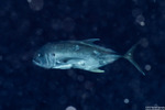Caranx