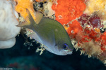 Chromis