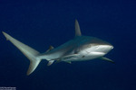 Galeomorphi