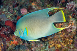 Acanthuriformes