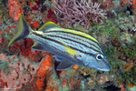 Haemulidae
