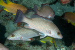 Haemulinae