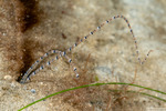 Canalipalpata