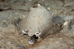 Littorinimorpha
