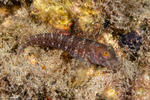 Parablennius