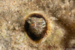 Hypleurochilus