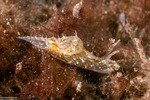 Stylocheilus