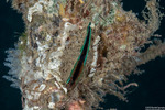 Mytilidae