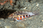 Serraninae