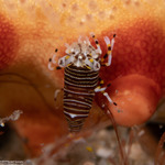 Gnathophyllum